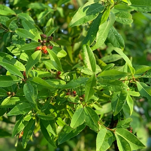 Distylium Plant with White Blooms